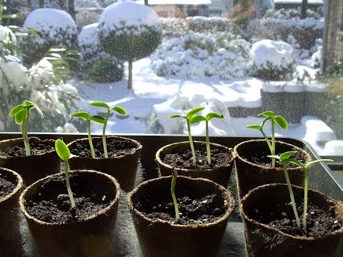 Tomaten, Gurken, Zucchini, Kürbisse und Paprika vorziehen - Teil 1