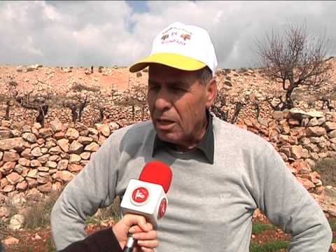 تقرير ميرنا الاطرش زراعة بيت لحم تنظم يوما تطوعيا لزراعة الاراضي المهددة بالمصادرة في نحالين 6