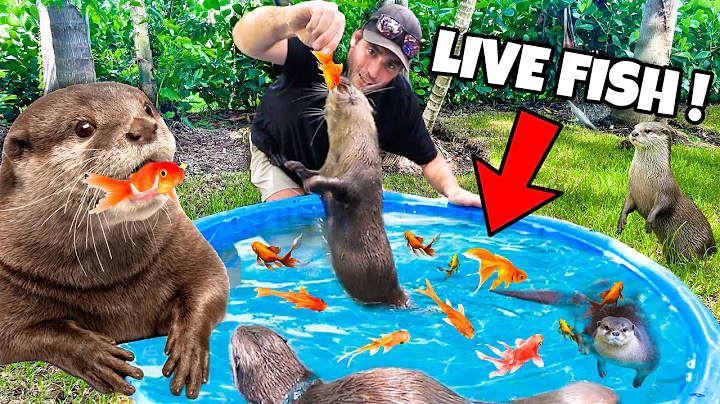 FEEDING OTTERS LIVE FISH IN KIDDIE POOL ! WHAT HAP...