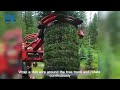 Automatic packaging of Christmas trees? A beautiful Christmas tree in your house!