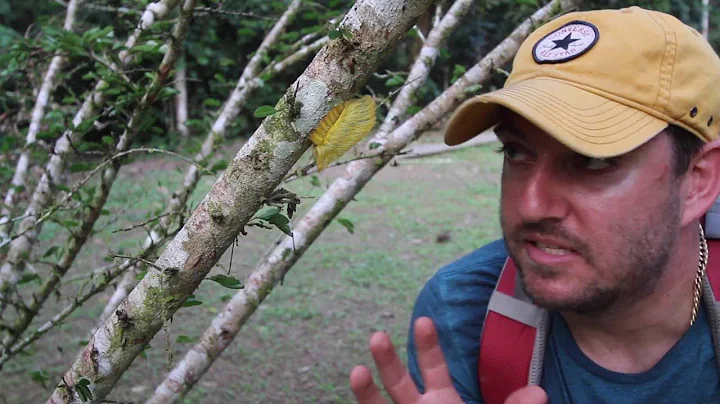 I Found Donald Trumps Hair In The Peruvian Amazon ...