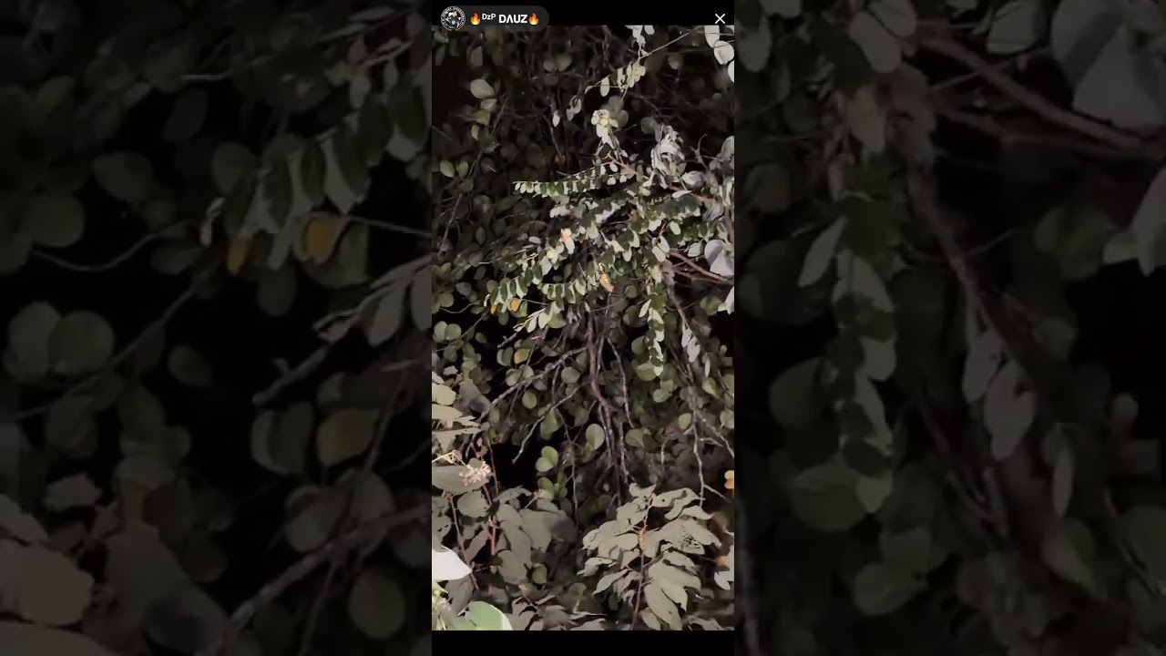 PADU GILA REPEAT ((MISTERI RUMAH NENEK KEBAYAN)) PARANORMAL DZP DAUZ COLLAB AJAX 007 PART 1/3