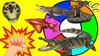 RULETA SORPRESA de GRANDES REPTILES | Los Reptiles más Terroríficos | CAIMAN, COCODRILO, COBRA REAL