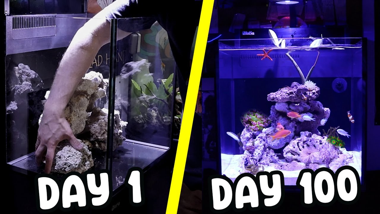 Creating a Reef Aquarium in 100 Days | Red Sea Max Nano G2