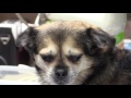 Weston dentist offers tips on oral care for pets