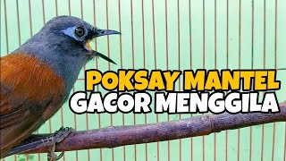 SUARA PANCINGAN POKSAY MANTEL AMPUH • BURUNG POKSAY MANTEL GACOR MENGGILA