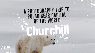 Chasing Polar Bears  A Photography Trip To Churchill