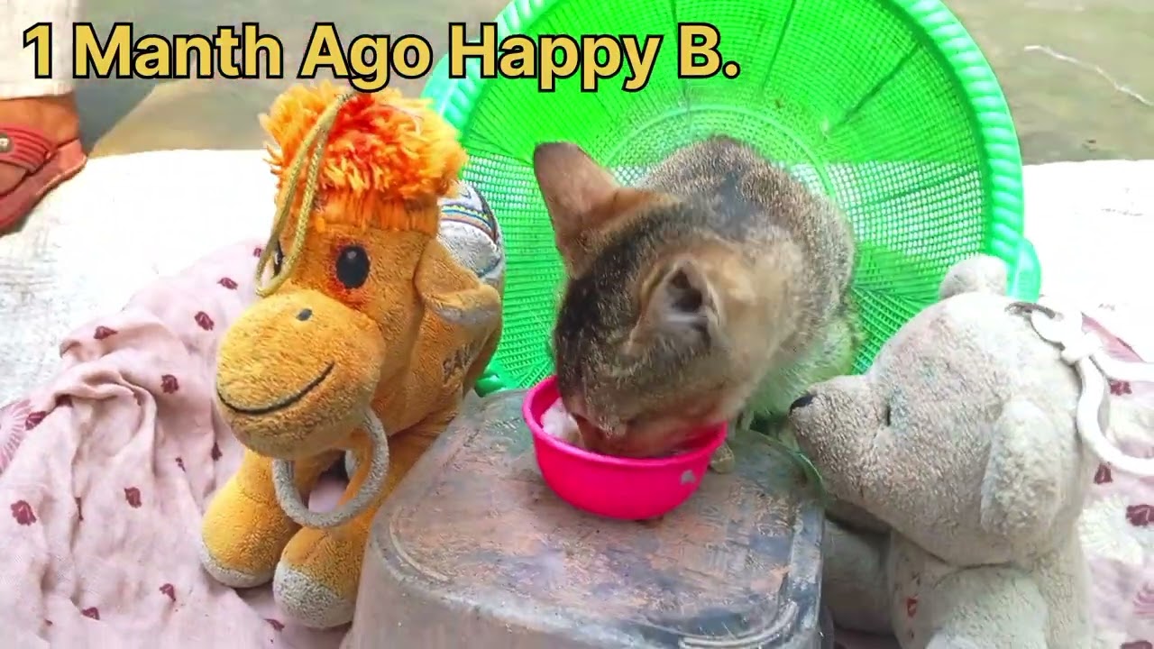 My Cat Turned 1 Month Old 🐱🎂 | Gave Milk for Birthday | Cute Kitten Moments