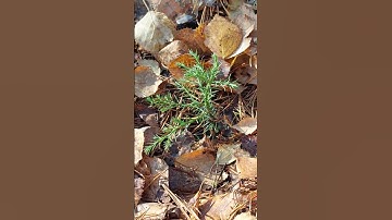 Giant sequoia seedling 40 weeks right before winter sleep #sequoia #sequoiatree #trees #tree