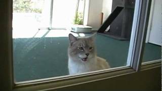 Talking Kitty Cat 21 - Free Dog Talking Kitty Cat 21 - Free Dog