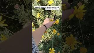 Bazı Insanın Sesi Şifadır...