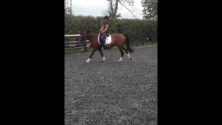 Spice Flatwork sept 2015