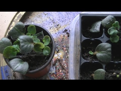 How to Propagate African Violet From Leaf Cutting