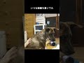 赤ちゃんに触らせてくれる元猟犬　#shorts