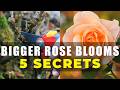 Gardeners Hate This One Simple Trick for Giant Rose Blooms