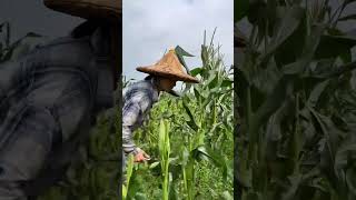 Ultimate Guide to Corn Planting: Tips for Farmers in Rural Areas