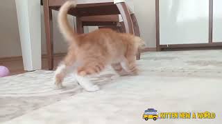 WHAT'S HAPPENING? WHAT'S HAPPENING? KITTEN NEW A WORLD #kitten #trending #viral