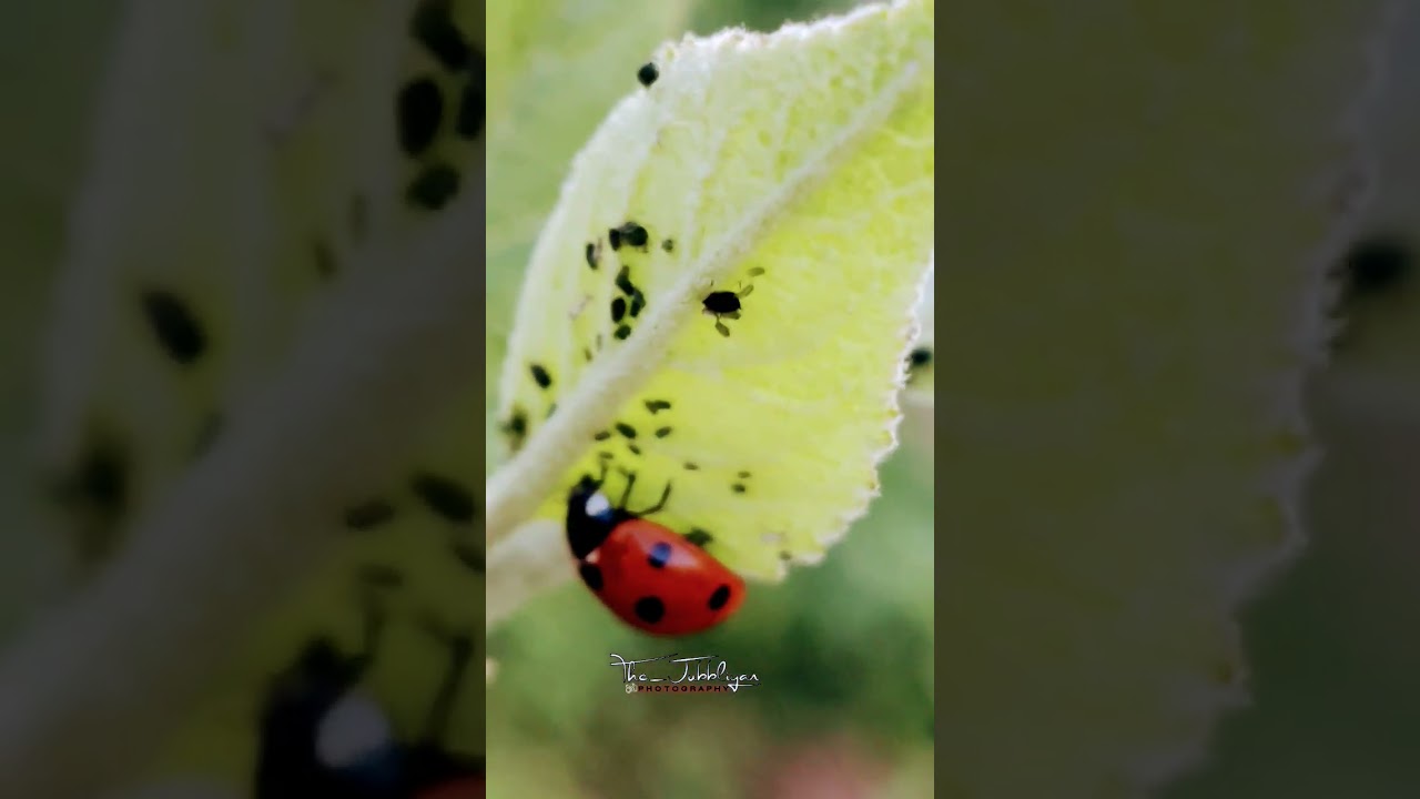 ladybug 🐞