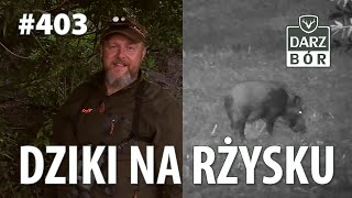 Darz Bór odc. 403 'Dziki Na Rżysku'