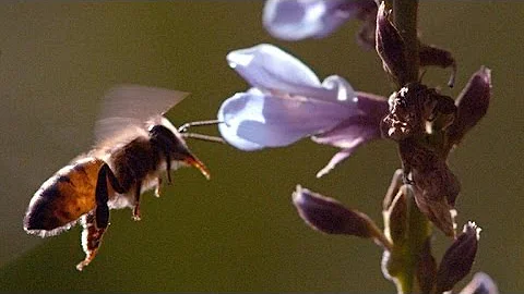 Why Puerto Rico's Killer Bees Stopped Killing