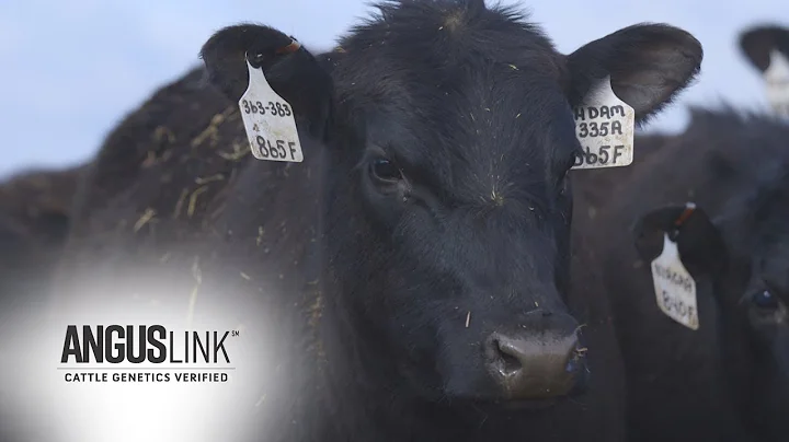 Angus Link Producer Testimonial: Johnnie Hubach - ...