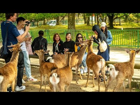 Nara , Japan