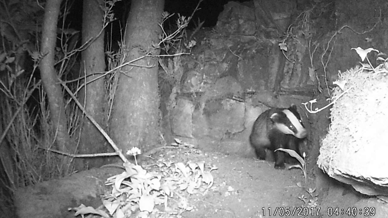 sealed with a kiss Badger on WTSWW's Trail Camera