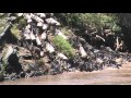 Day 14-The Great Migration- Massi Mara-Kenya