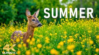 Summer in July 4K – The Peak Bloom Season 2026 🌻 Flower Fields, Green Hills & Colorful Nature