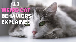 11 Weird Cat Behaviors Explained | Animal Globe