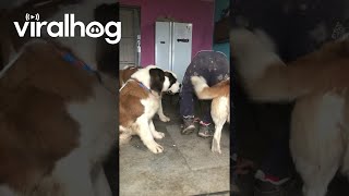 Saint Bernard Puppies Create Giant Pile of Love || ViralHog