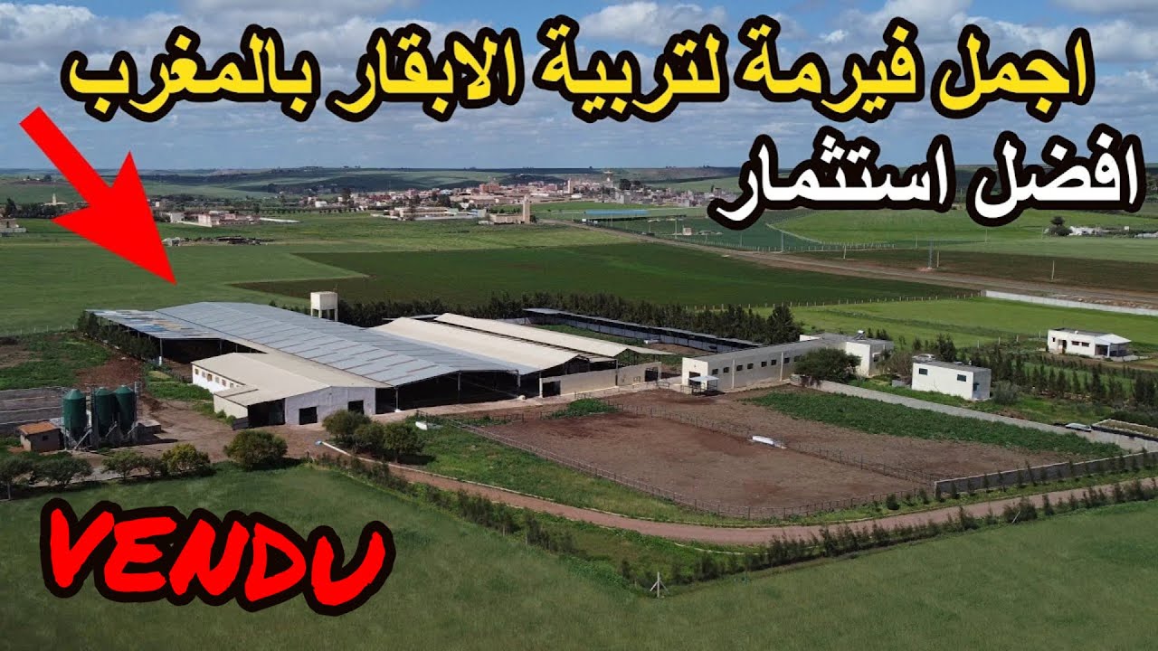 ✨ أجمل فيرمة تربية الابقار وتسمين العجول بالمغرب مشروع جاهز للمستثمرين مع أحدثَ التجهيزات ✨ الرماني