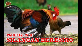 ternak ayam hutan merah sumatera masa perjodohan f2 x f1