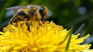 How high pollen count is linked to climate change