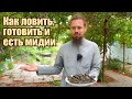 Как приготовить свежие мидии в раковинах в естественных условиях на костре. Как ловить и готовить