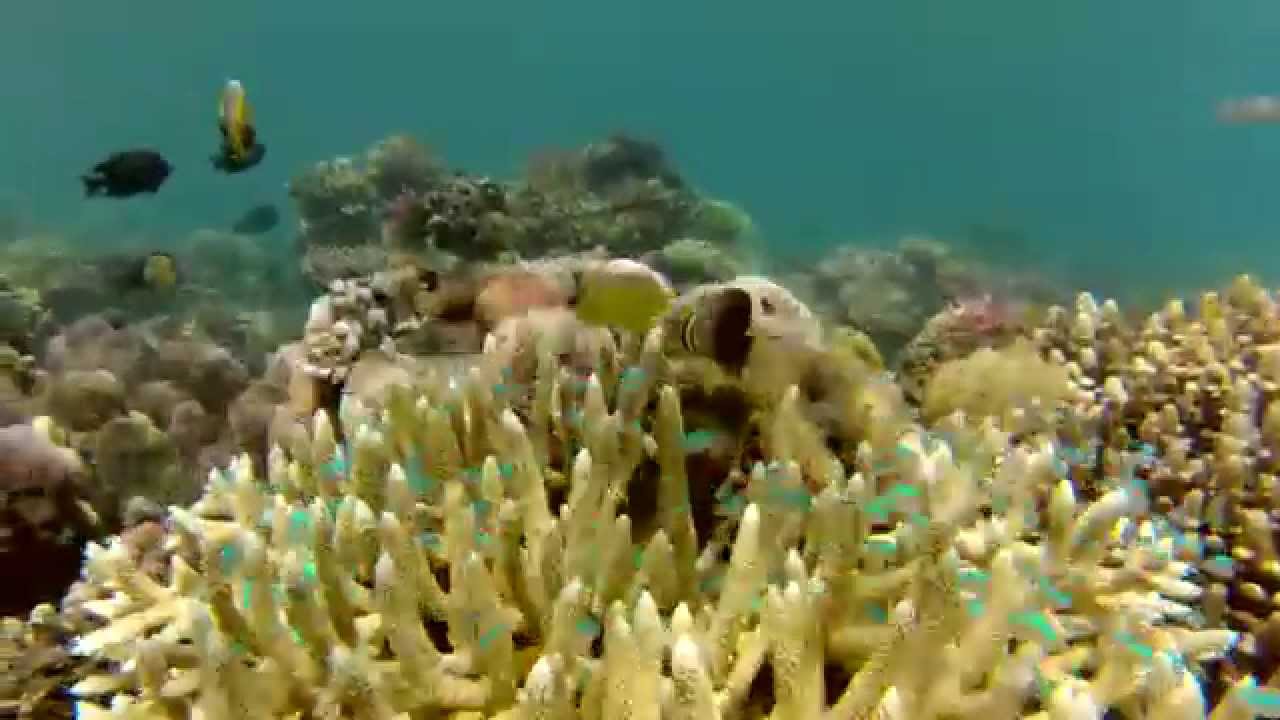 Diving Bali Reef Seen