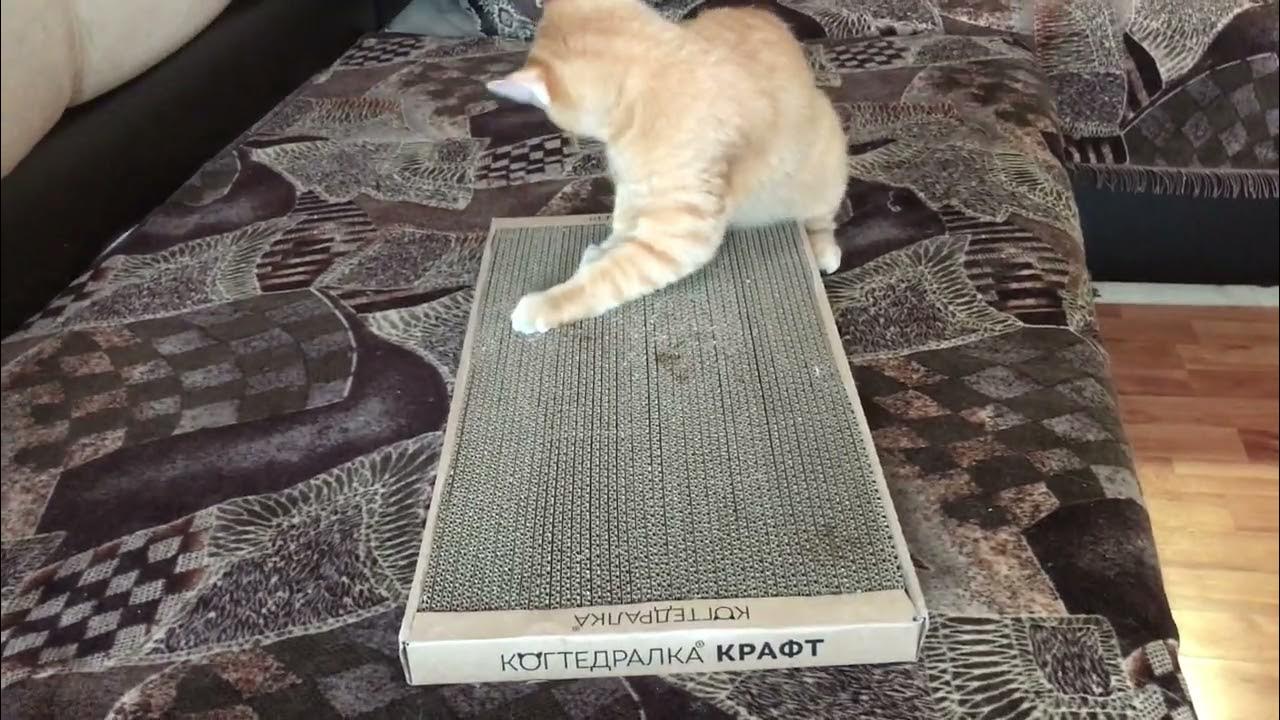 Ваш питомец будет счастлив!!!😻 - YouTube