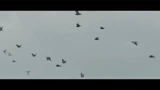 Bts - Run Parodi̇ Üyeler Kavga Edi̇yor
