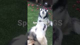 Wyjące psy haski (husky)