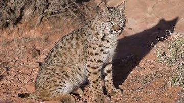 Edwards: Defender of the Desert