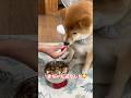 #柴犬 #柴犬のいる暮らし #dogsofinstagram #dogshorts #dog #shibainu #癒し #cute #かわいい犬 #しばいぬ #心亜