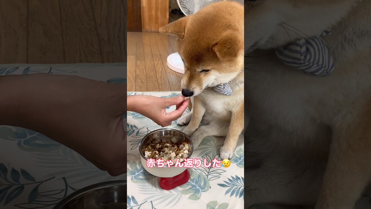 #柴犬 #柴犬のいる暮らし #dogsofinstagram #dogshorts #dog #shibainu #癒し #cute #かわいい犬 #しばいぬ #心亜