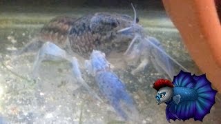 Marbled Crayfish Self Cloning Care Plus Breeding