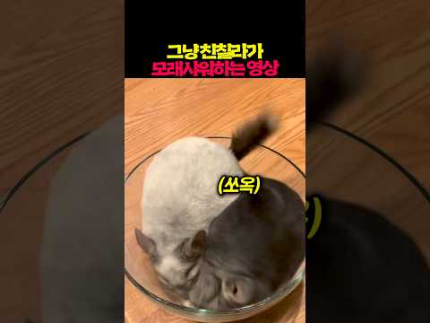 그냥 친칠라가 모래샤워하는 영상 thumbnail