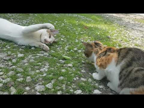 Cats vs Praying Mantis