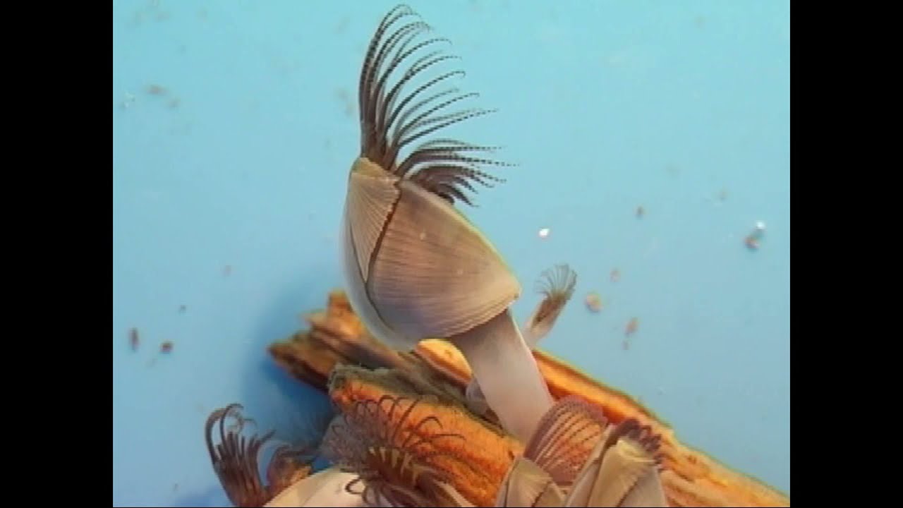 kacsakagyló (Lepas pectinata) / Small goose  barnacle
