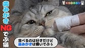 でぶ猫マンチカンが繰り出す 全集中 おデブの呼吸 ただおやつをパクパク食べるだけの動画です Youtube でぶ猫マンチカンが繰り出す 全集中 おデブの呼吸 ただおやつをパクパク食べるだけの動画です Youtube