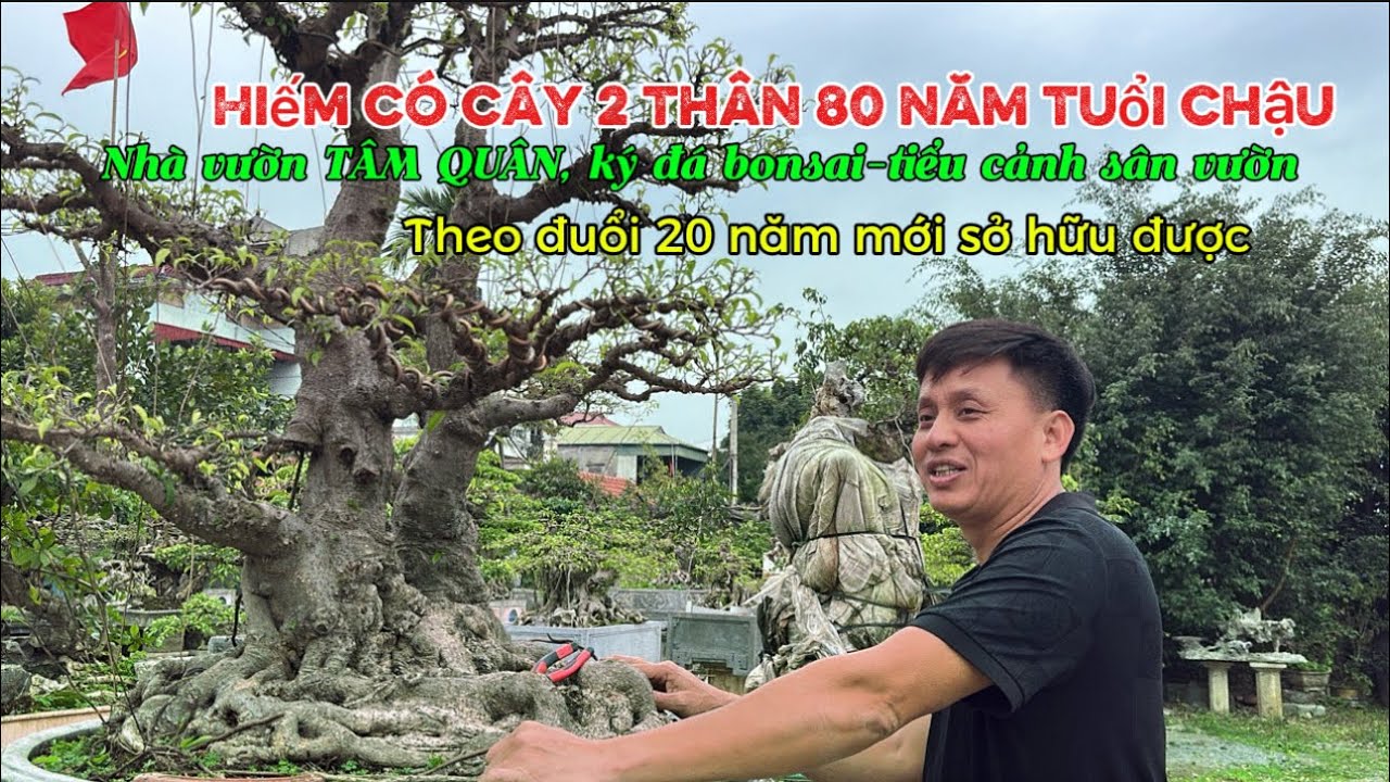 HIẾM CÓ CÂY 80 NĂM TUỔI CHẬU tại nhà vườn Tâm Quân | Quảng Tùng