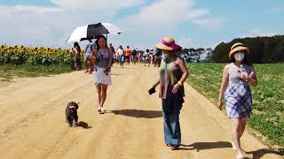 North Fork Sunflower Maze 2020 | Sammy Kim