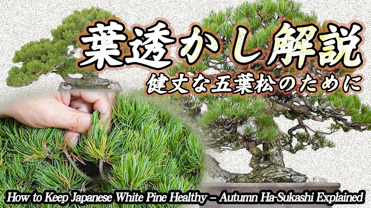 五葉松を健やかに保つ秘訣～秋の葉透かしの基本と実践～